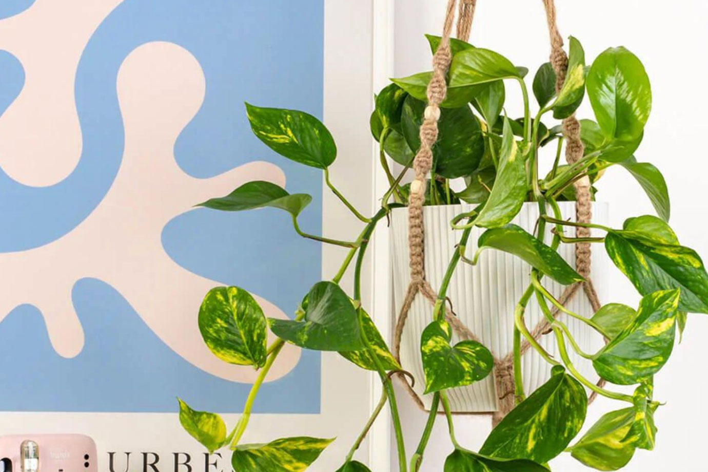 8 Of the Best Indoor Plants for Brisbane's Climate
